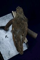 紅尾鶲藏品圖，第8張